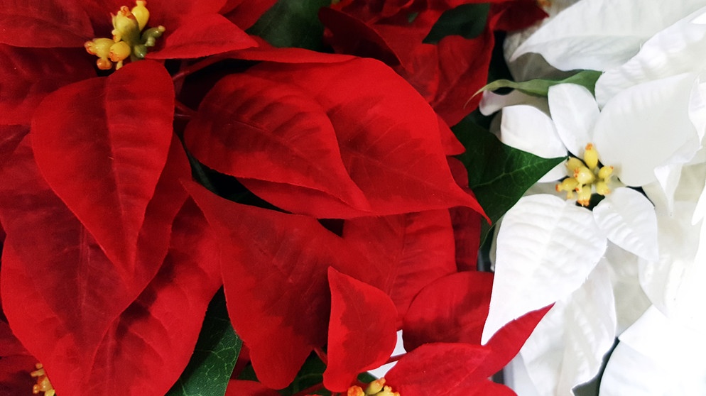 Beim Weihnachtsstern färben sich die Hochblätter leuchtend rot oder weiß. Die Blüten dagegen sind gelb-grün und ganz klein. | Bild: colourbox.com