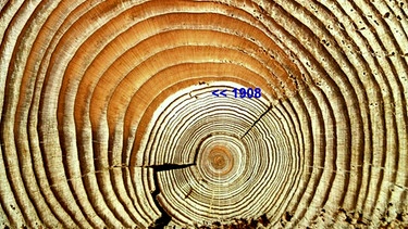 Jahresringe eines Baumes | Bild: picture-alliance/dpa