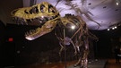 Das Bild zeigt ein fossiles Skelett eines Exemplars des Dinosauriers Tyrannosaurus Rex.  | Bild: picture alliance / ZUMAPRESS.com | Nancy Kaszerman