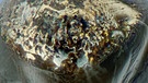 Ein Mikrometeorit, den Astronom Jon Larsen gefunden hat. Mikrometeoriten sind kosmischer Staub aus dem Weltall. | Bild: Jon Larsen