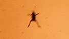 Fliegender Frosch beim Start von Ladee | Bild: NASA Wallops Flight Facility/Chris Perry