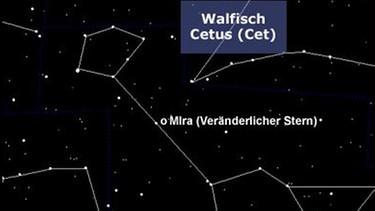 Mira im Sternbild Walfisch ist ein Pulsationsveränderlicher Stern: ein alter, roter Überriese, der sich immer wieder aufbläht und dadurch seine Helligkeit ändert. | Bild: BR, SkyObserver