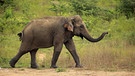 Ein männlicher Asiatischer Elefant in einem Nationalpark in Sri Lanka. Der Asiatische Elefant (Elephas maximus) ist deutlich kleiner als der Afrikanische Elefant und zudem an den viel kleineren Ohren gut zu unterscheiden. | Bild: picture-alliance/dpa