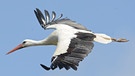 Ein fliegender Storch | Bild: picture-alliance/dpa