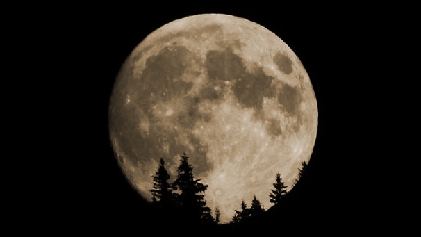 Vollmond hinter Bäumen. Der Mond sieht manchmal in der Nähe des Horizonts riesengroß aus. | Bild: Helmut Herbel
