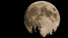Vollmond hinter Bäumen. Der Mond sieht manchmal in der Nähe des Horizonts riesengroß aus. | Bild: Helmut Herbel