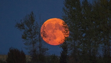 Besonders groß erscheint der Mond bei Vollmond - und wenn er sich nahe am Horizont befindet.  | Bild: picture-alliance/Bildagentur-online