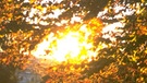 Die tiefstehende Sonne scheint durch die Äste eines Baumes. Im Herbst findet der Sonnenuntergang deutlich früher statt, die Tage werden kürzer. | Bild: Good Shot
