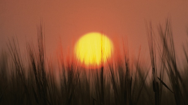Sonne kurz vor Sonnenuntergang hinter Getreideähren | Bild: Stockbyte