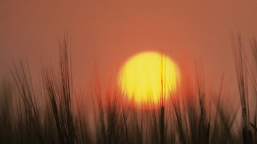 Sonne kurz vor Sonnenuntergang hinter Getreideähren | Bild: Stockbyte