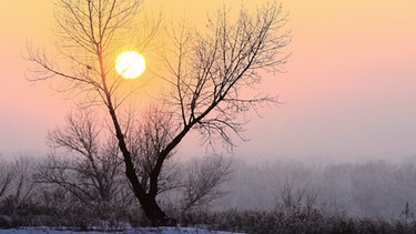 Die winterliche Sonne scheint hinter einem kahlen Baum, während sich der Himmel kurz vor Sonnenuntergang in zartem Abendrot färbt | Bild: picture-alliance/dpa