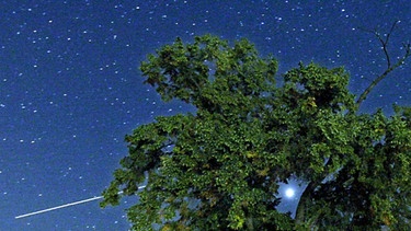 Sternenhimmel hinter einem grünen Baum | Bild: picture-alliance/dpa
