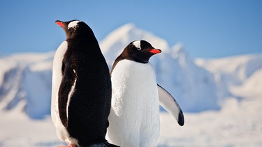 Pinguin. Es gibt rund 17 oder 18 Pinguin-Arten auf der Südhalbkugel: Sie sind virtuose Schwimmer, treue Partner, häufig homosexuell und teils vom Aussterben bedroht.  | Bild: colourbox.com
