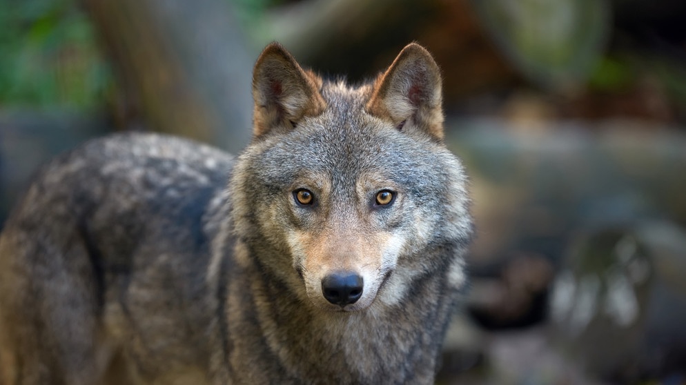 Ein Timber-Wolf auf der Jagd im Wald | Bild: colourbox.com