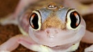 Der Palmatogecko ist sehr leicht, hat riesige Augen und Schwimmhäute zwischen den Zehen, damit er nicht im Sand einsinkt. | Bild: picture alliance / Mary Evans Picture Library | Karl Terblanche /