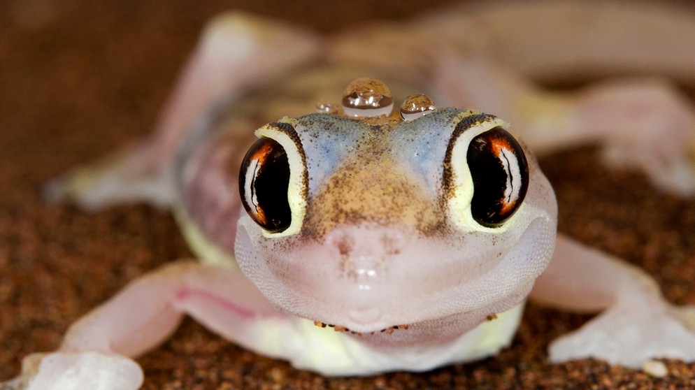 Der Palmatogecko ist sehr leicht, hat riesige Augen und Schwimmhäute zwischen den Zehen, damit er nicht im Sand einsinkt. | Bild: picture alliance / Mary Evans Picture Library | Karl Terblanche /