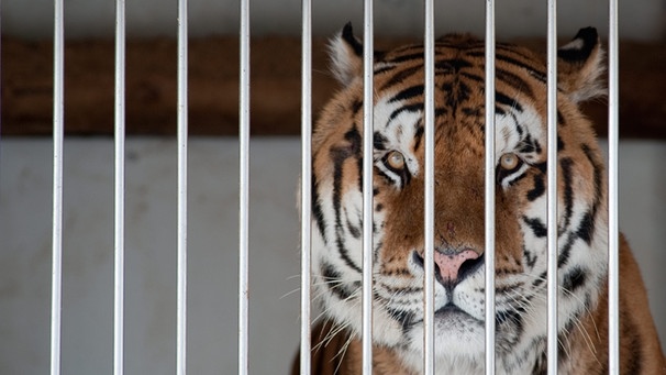 Ein Tiger hinter Gittern. Zoos seien wichtig für den Artenschutz und die Erhaltung der Biodiversität, sagen Befürworter. Kritiker bemängeln die Tierhaltung hinter Gittern. | Bild: picture-alliance/dpa